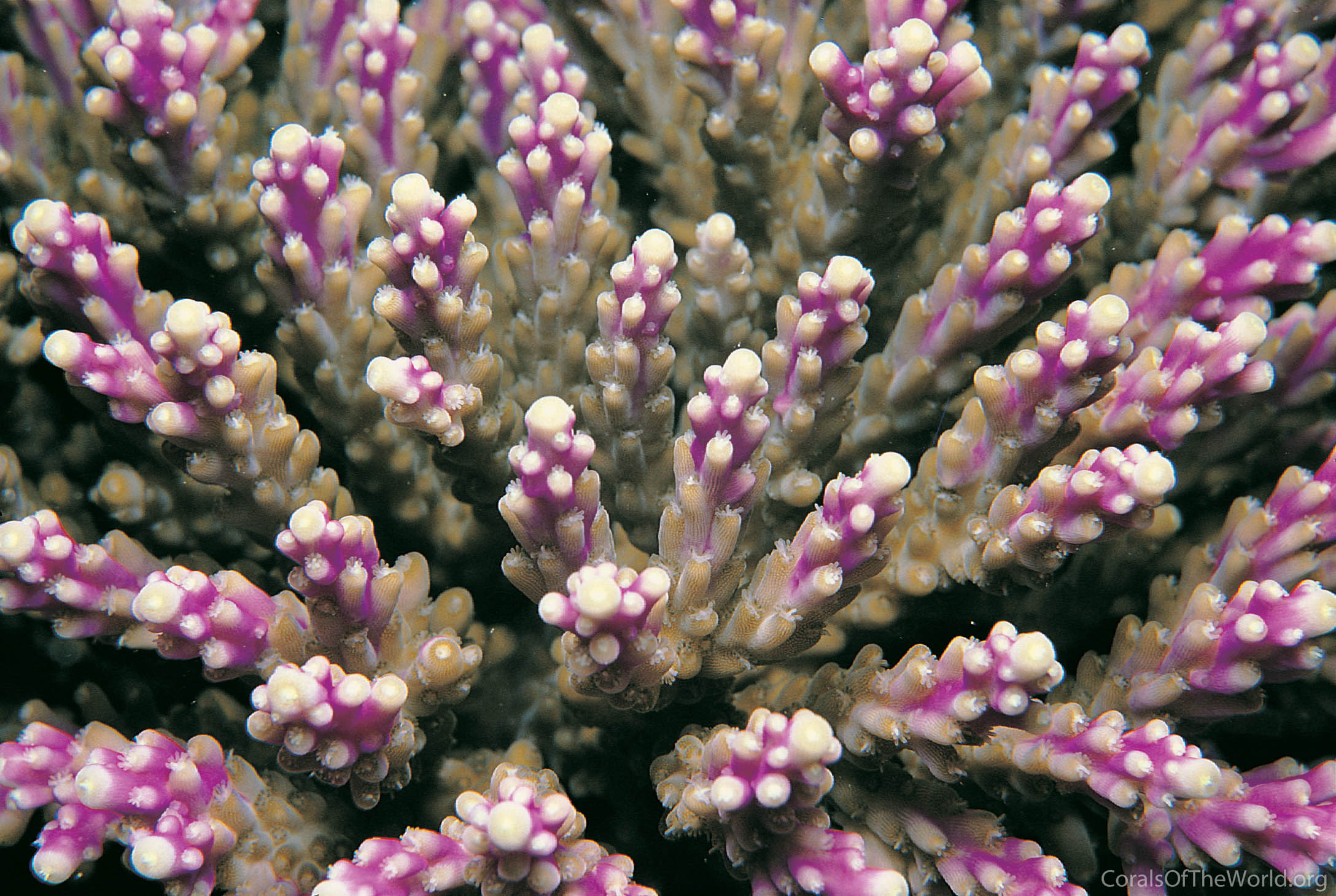 Acropora Nana