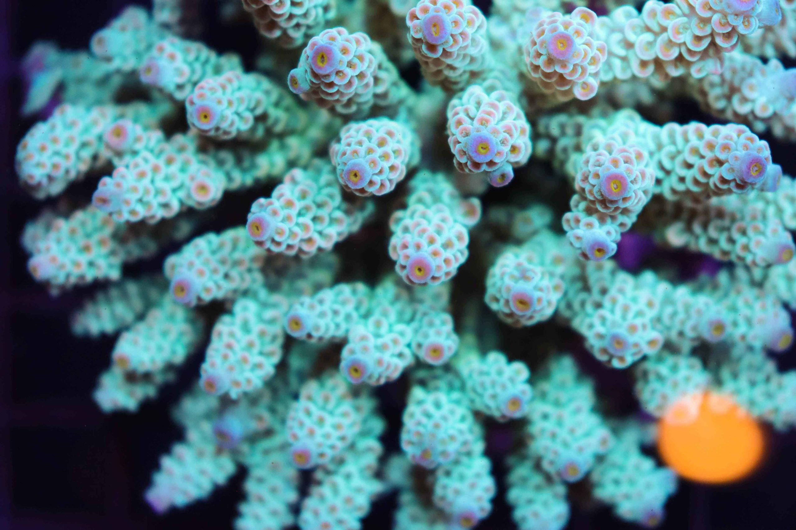 Acropora Tenuis