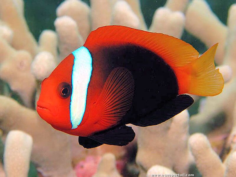 Amphiprion Frenatus