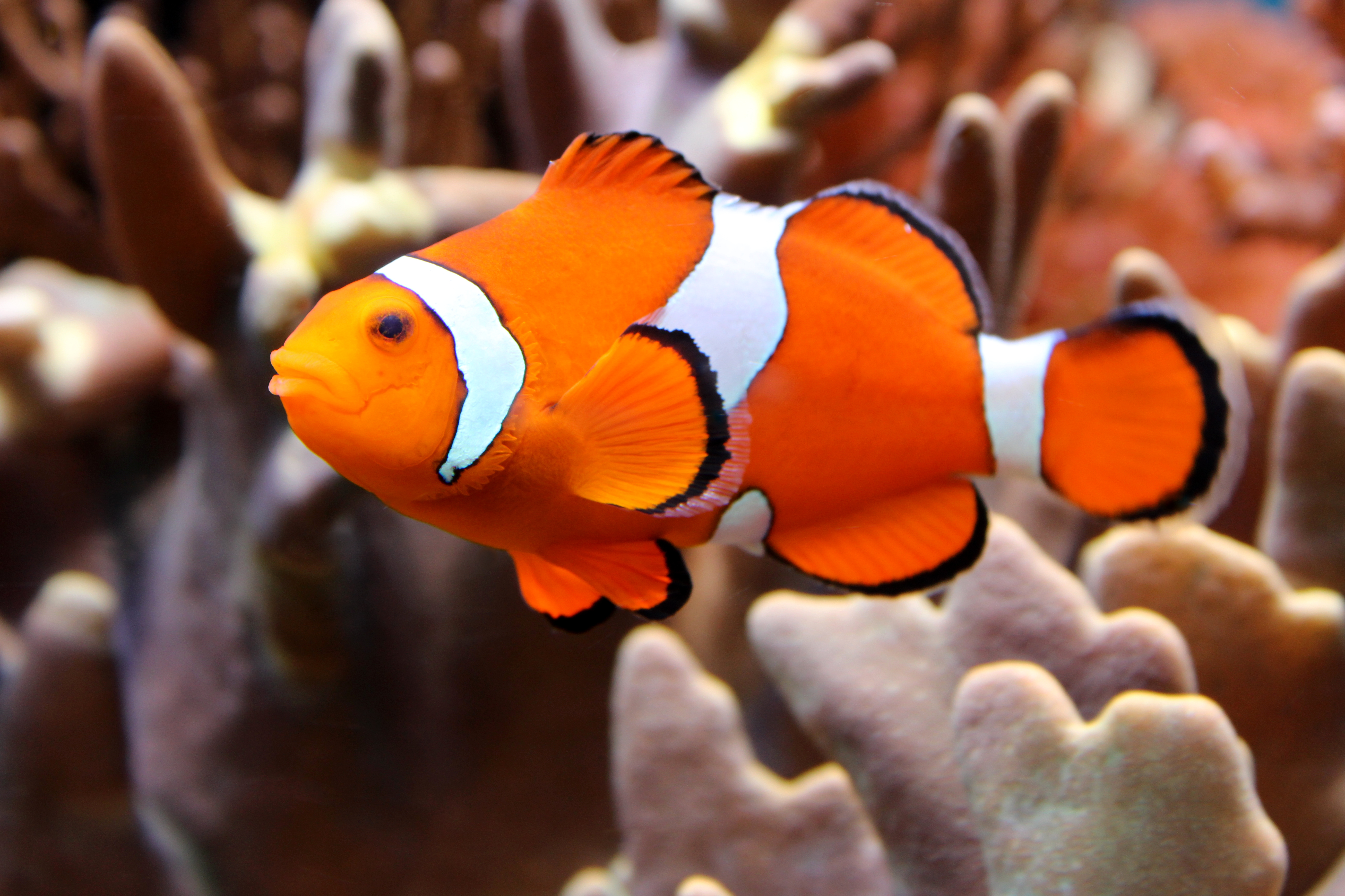 Amphiprion Ocellaris