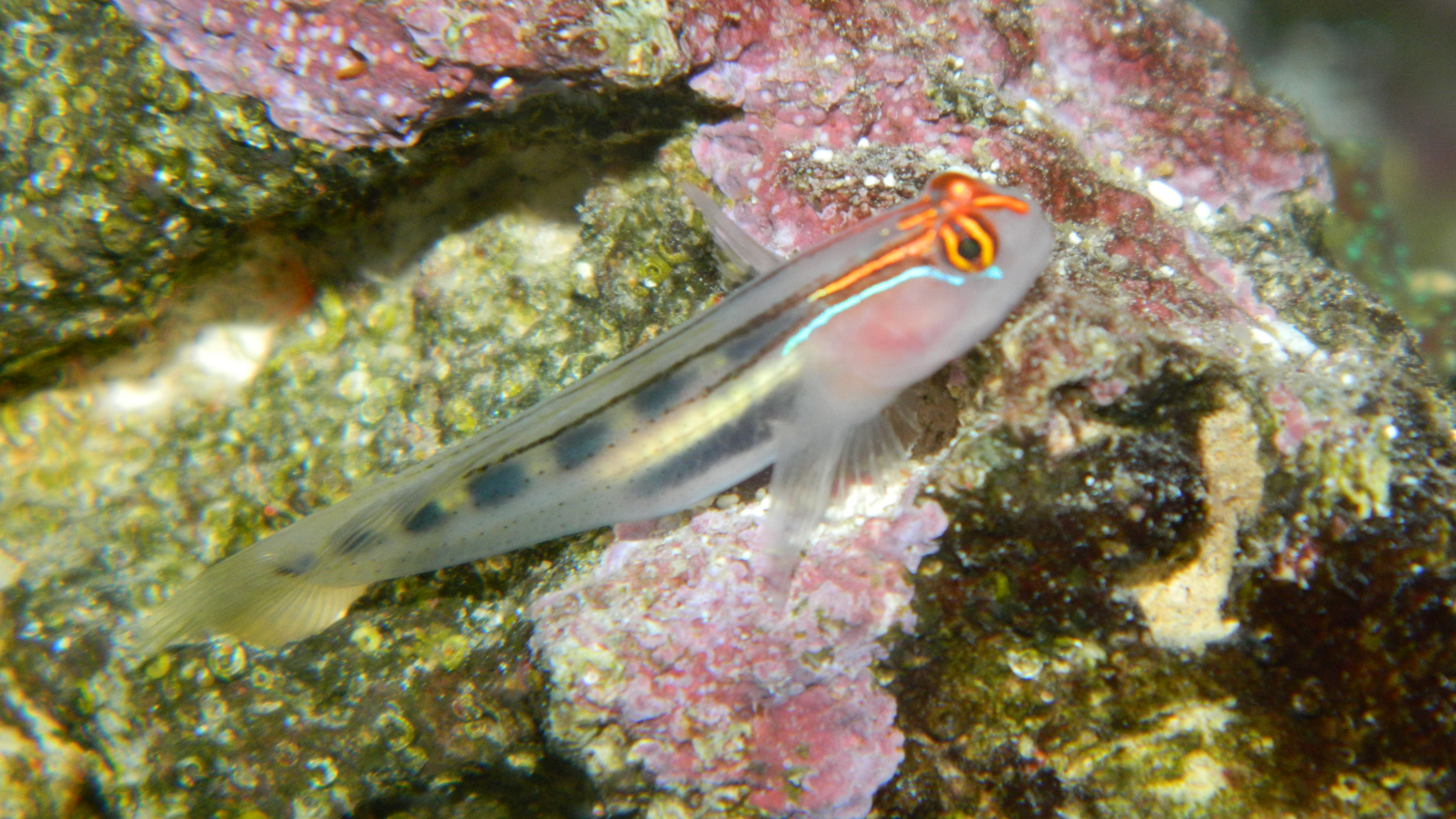 Elacatinus Puncticulatus