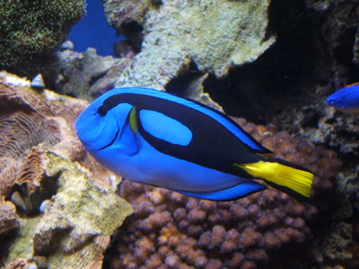 Paracanthurus Hepatus