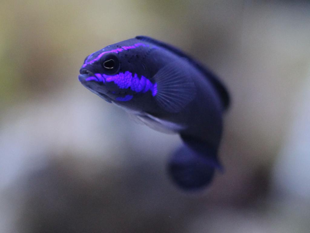 Pseudochromis Springeri